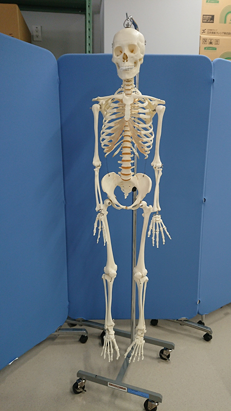 写真：骨格模型