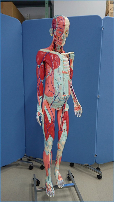 写真：人体模型