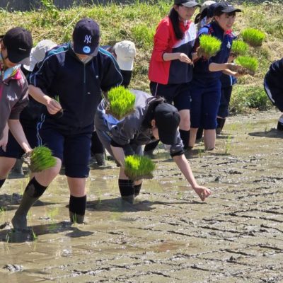 三重と福井で田植えをしました！（農学基礎演習）